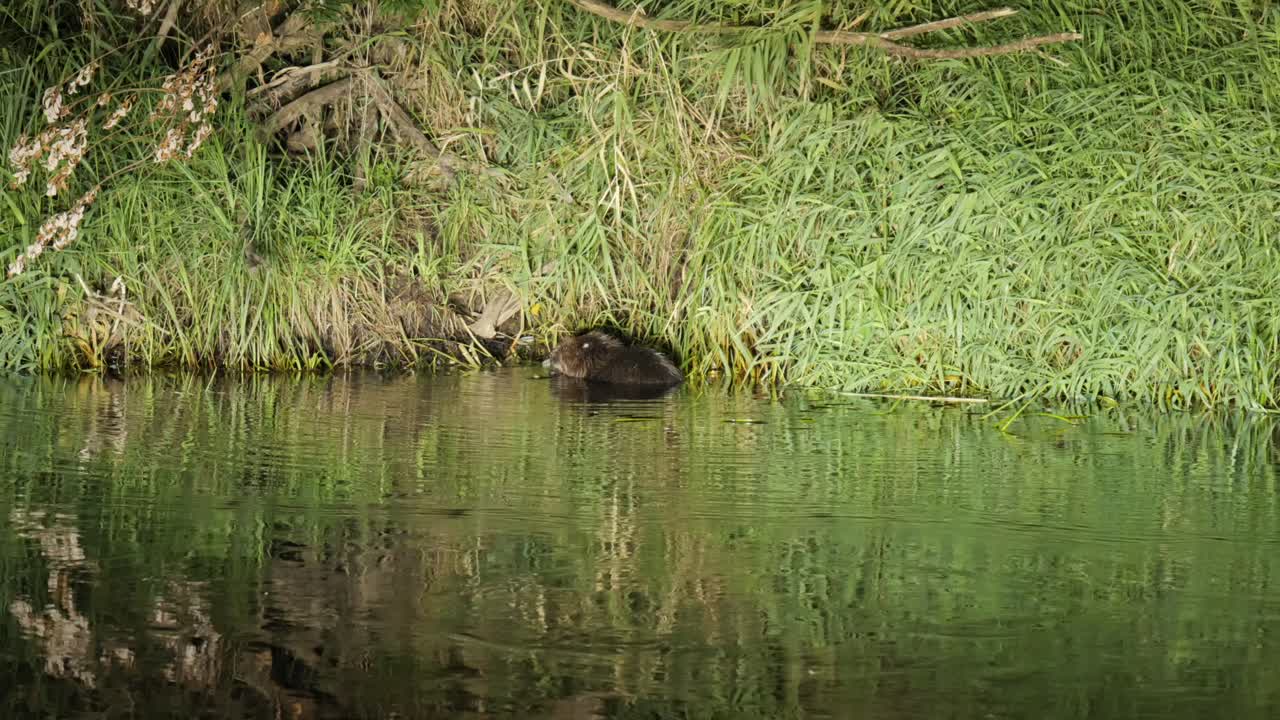 European beaver eating bark in river in Biebrza National Park, Poland
