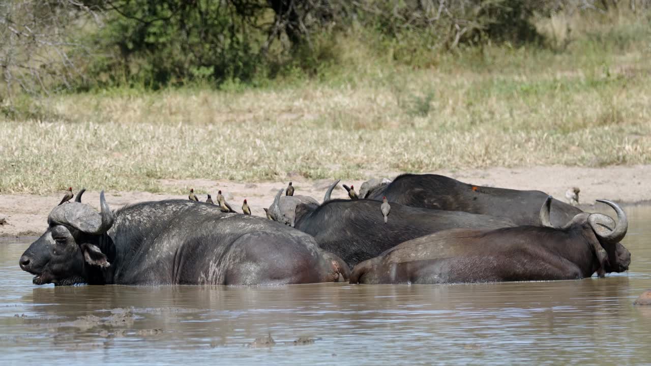 manada de búfalos africanos del cabo con pájaros en la espalda enfriándose en el agua del río