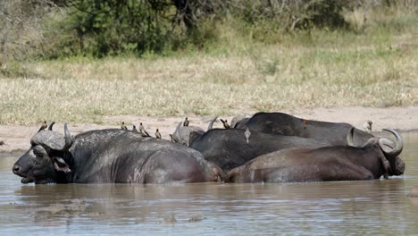 african cape buffalo herd with birds on back cooling down in river water