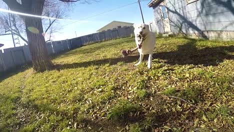 slow motion - white husky dog playing in a back yard of a house with a rope bone dog toy