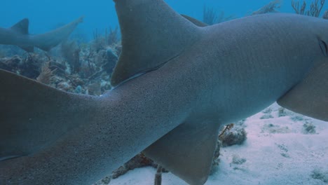 fotografía de cerca del tiburón enfermera nadando con detalles sobre la textura de las aletas y la piel