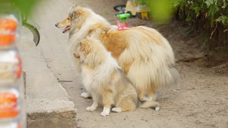 Beautiful-rough-collie-family-with-young-doggy-standing-outdoors