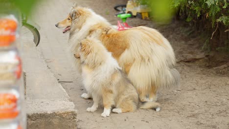hermosa familia de collies ásperos con un perrito joven de pie al aire libre