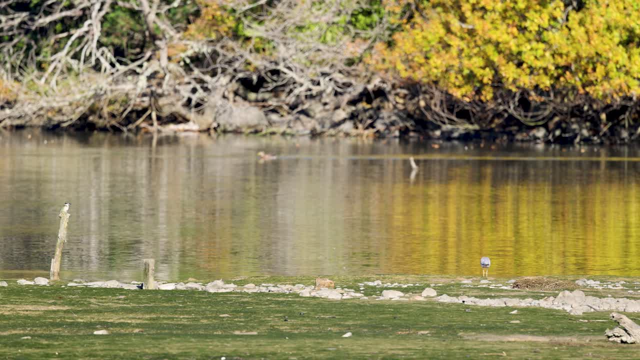 An egret stands by a tranquil waterway surrounded by lush foliage, captured in natural daylight
