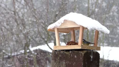 Tit-Azul-Y-Luego-Tit-Tomando-Semillas-De-Un-Comedero-Para-Pájaros-En-Invierno-Con-Nieve