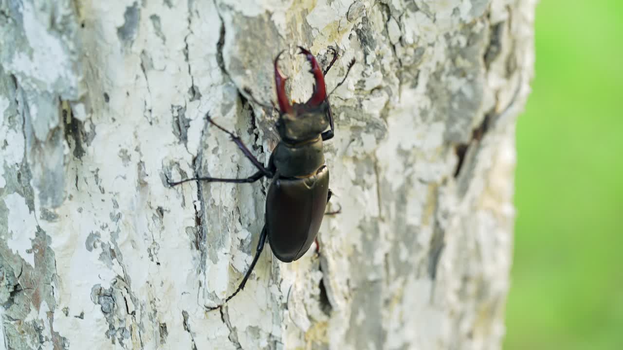 Stag-beetle (male) sitting on a tree. Rare, is in The Red Book