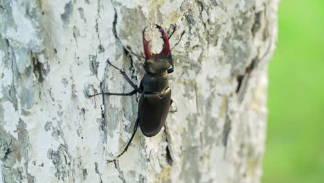 Stag-beetle (male) sitting on a tree. Rare, is in The Red Book