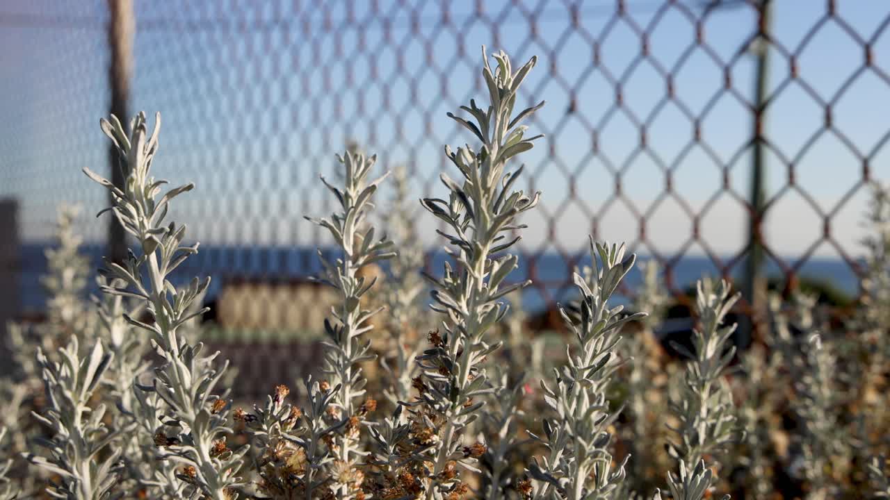 울타리 뒤 에 부드럽게 움직이는 관목 들