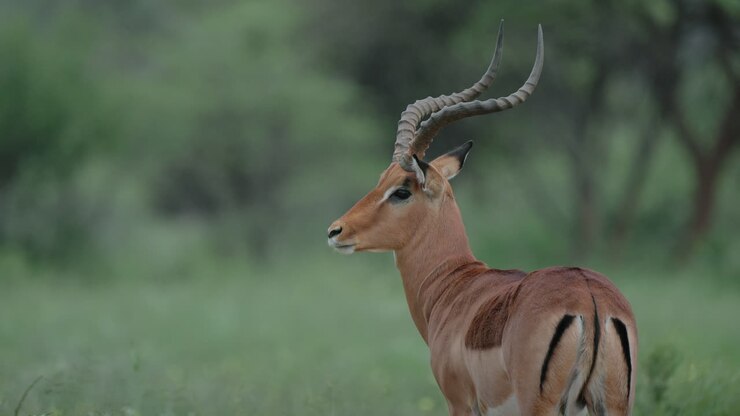Impala in a savanna landscape