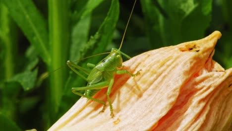 Kleine-Grüne-Heuschrecke-In-Blüte---Makroaufnahme