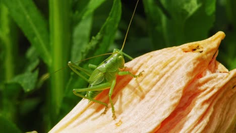 pequeño saltamontes verde en flor - tiro macro