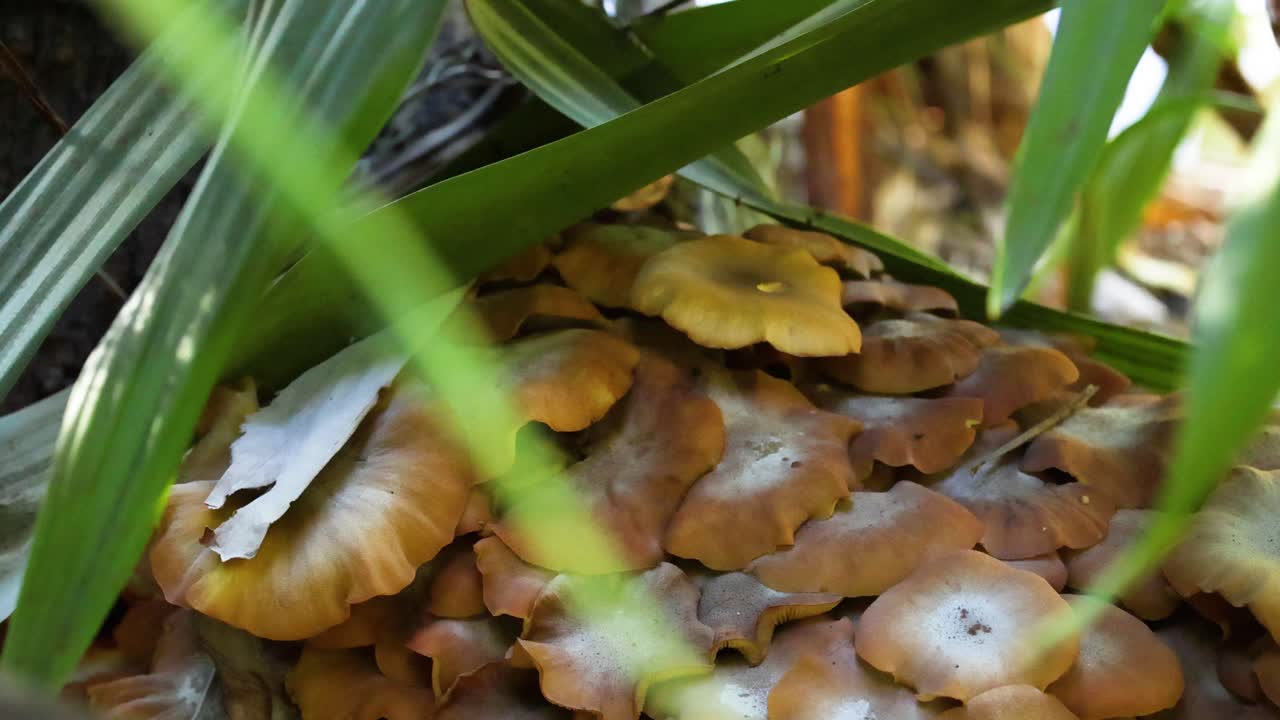 racimo de setas bajo el follaje en el zoológico