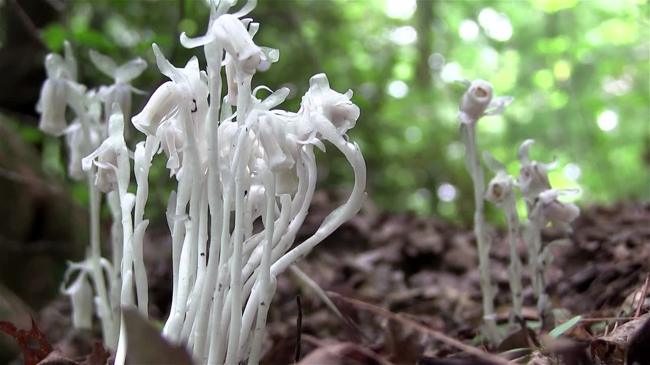 인도 파이프 식물은 숲 바닥에서 자랍니다.