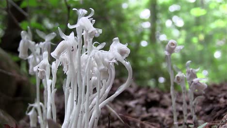 an indian pipe plant grows on the forest floor