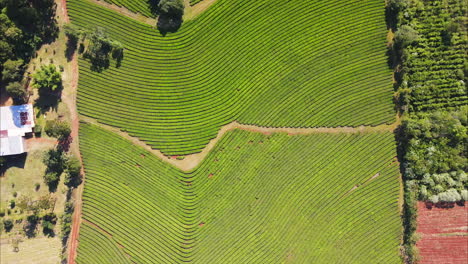 vibrant green tea plantation in south america