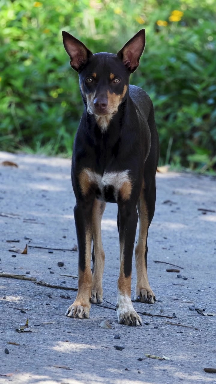 A dog stands attentively on a rural path, surrounded by greenery, under natural daylight