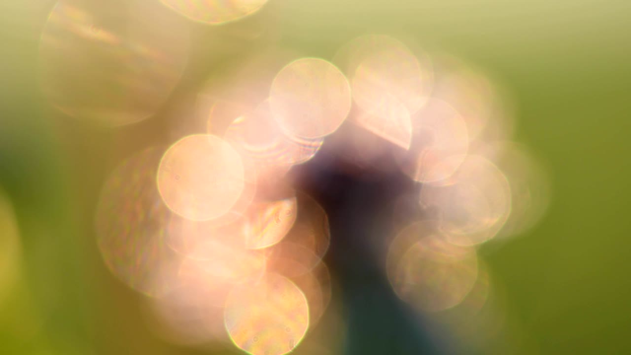 borrado de flores como fondo natural