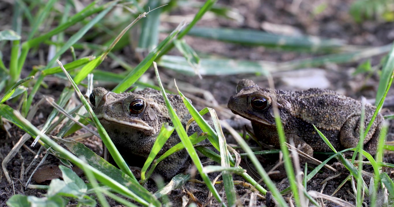 Statische video van 2 Golfkustpadden (Incilius valliceps).