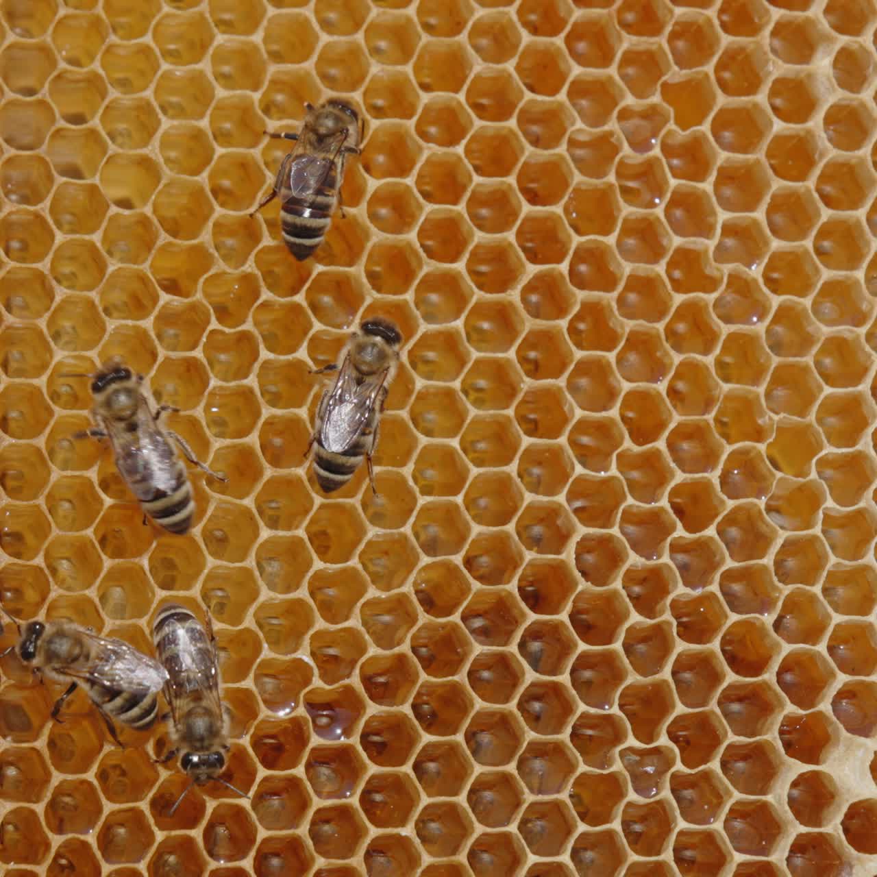 Api al lavoro sui favi. Miele denso e fresco che luccica nelle celle. Primo piano. Concetto di alimentazione sana