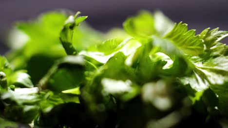 close-up of fresh chopped celery