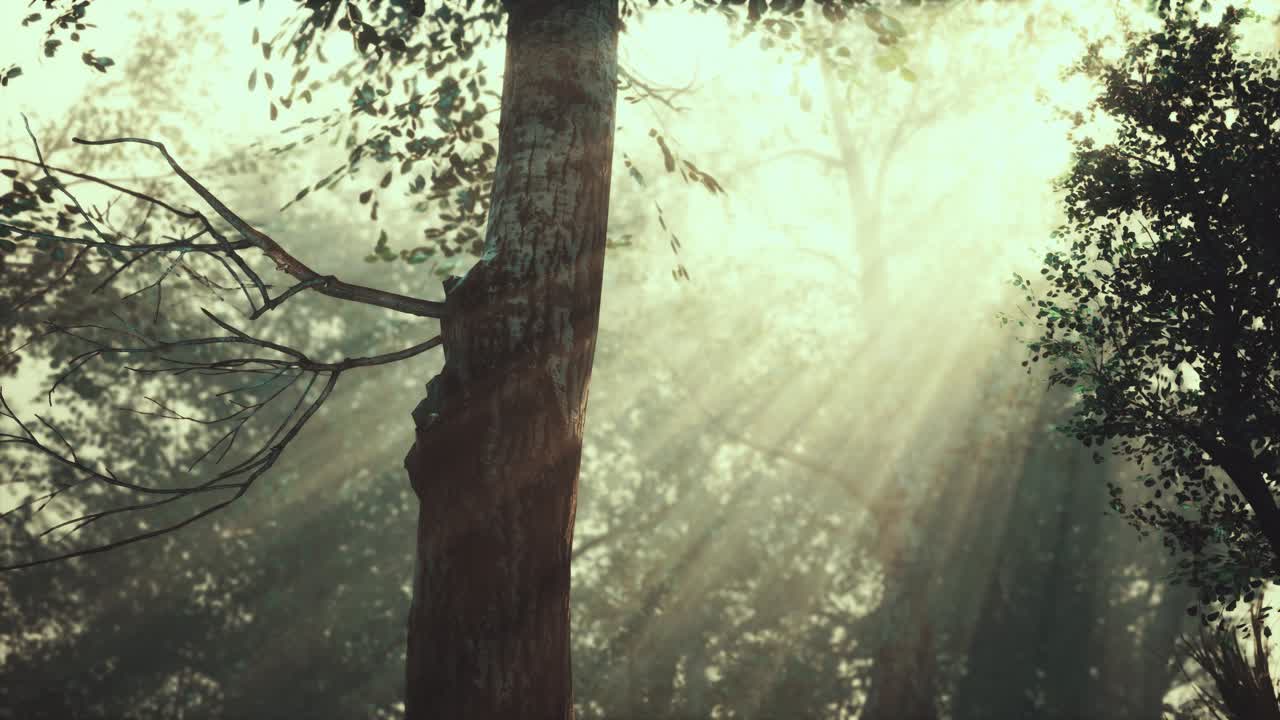 밝은 달빛으로 높은 곳에 있는 앞쪽
