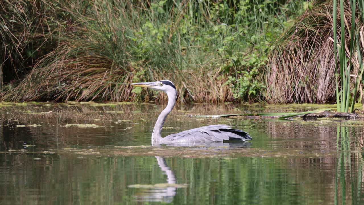 movimiento lento de la garza gris silvestre en el lago volando lejos durante el día de luz solar en la naturaleza, de cerca