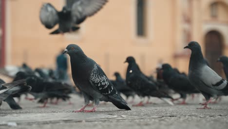 Flock-Pigeons-On-The-Square-Of-San-Cristobal-Cathedral-In-Las-Casas,-Chiapas-Mexico