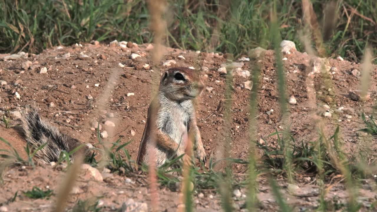 Ground Squirrel at the entrance to it's burrow looking out for danger