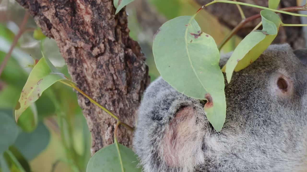 koala trepando a un árbol y comiendo hojas de eucalipto
