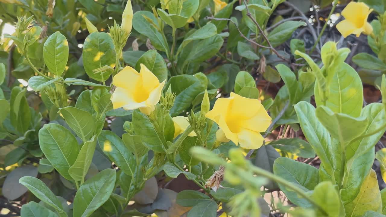 Closeup of yellow allamanda flower is a species of flowering plant in the family Apocynaceae.