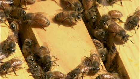 tight shot of bee hive with bees