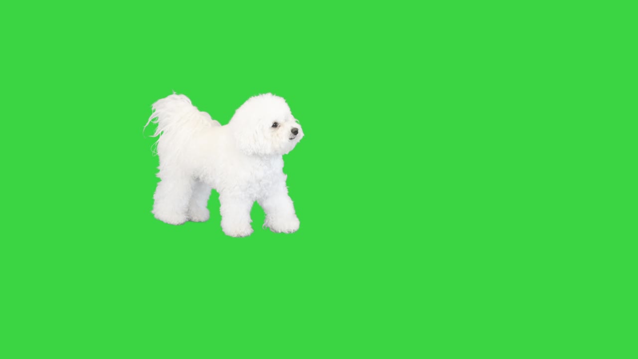 비콘 프라이스는 녹색 화면에서 원을 만들며 돌아갑니다.