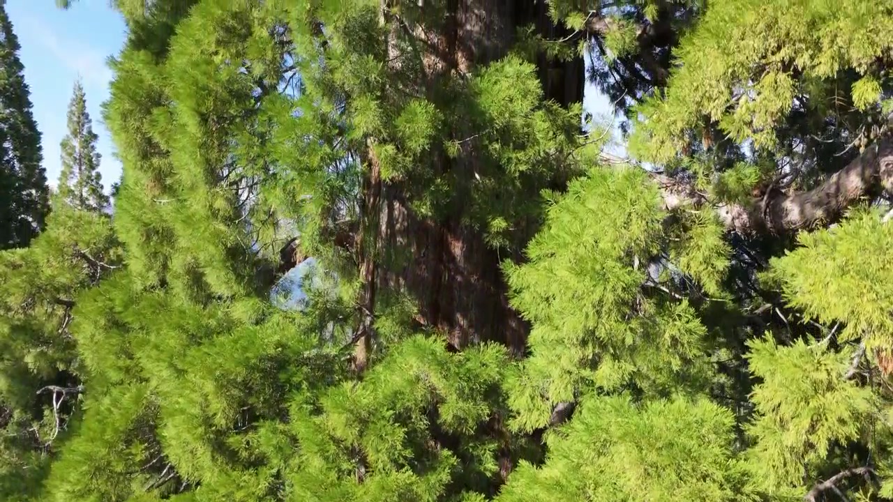 Aerial drone footage passes beside a towering giant sequoia tree, highlighting its massive trunk, textured reddish bark, and surrounding conifer forest within a California sequoia grove.