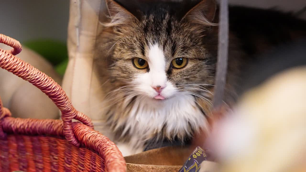 En tabby huskat med langt hår sidder på en hylde og stirrer intenst på noget uden for kameraet. Rolig scene med et kæledyr indendørs, der viser fokus, koncentration og opmærksom adfærd i et hyggeligt hjemmemiljø