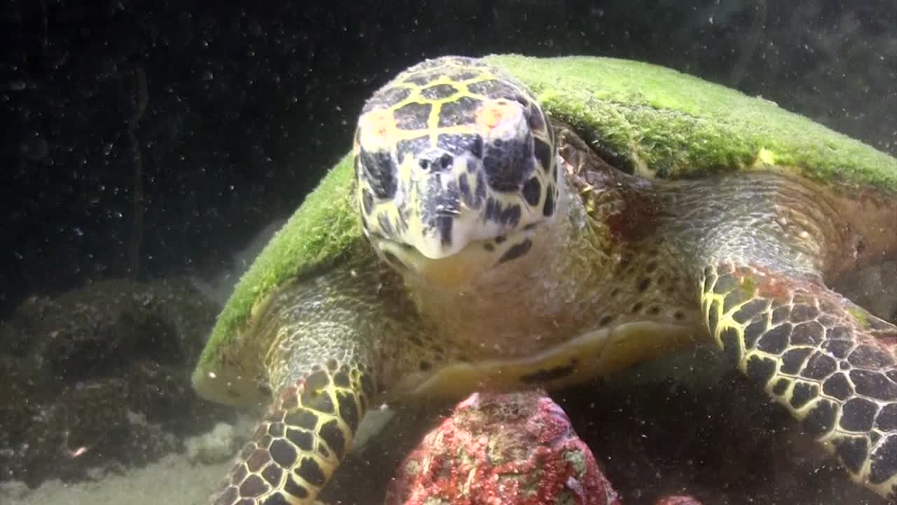 Hawksbill turtle eating 9