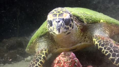 Hawksbill-turtle-eating-9