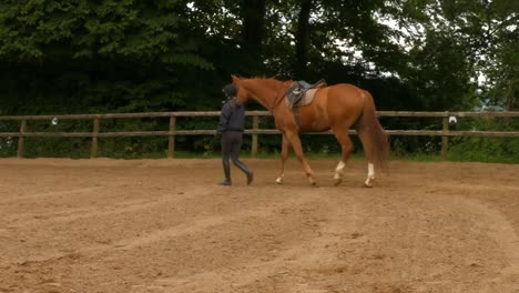 vrouw leidt haar paard in de paddock.