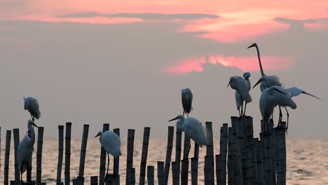 The-Great-Egret,-also-known-as-the-Common-Egret-or-the-Large-Egret