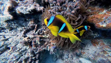 red sea clownfish on magnificent sea anemone