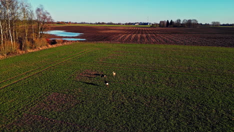 Aerial-View-Of-A-White-tailed-Deer-In-The-Lowland-Fields-During-Sunrise