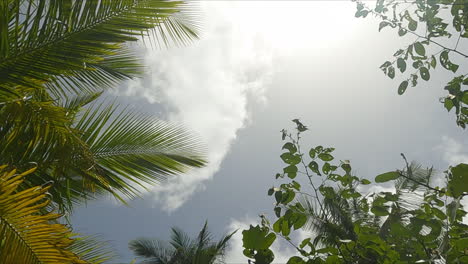 Low-angle-upward-shot-of-tall-palm-trees-and-leaves-against-a-tropical-sky-background