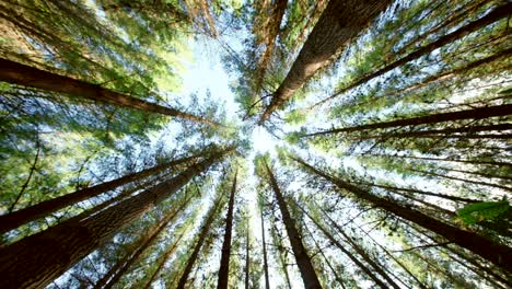 looking up into a dense pine forest