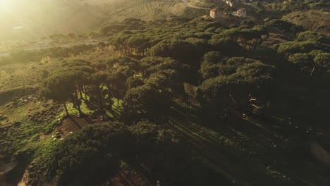 aerial panoramic circle view of a pine trees wood with a magic light