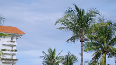 coconut palm trees outside building of shangri-la hotel in cebu, philippines