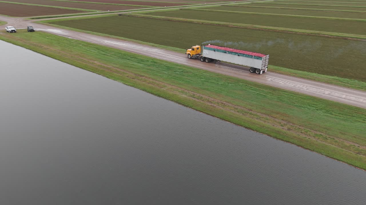 After a Wisconsin cranberry bog is harvested, an open trailer full of cranberries heads off to a processing plant