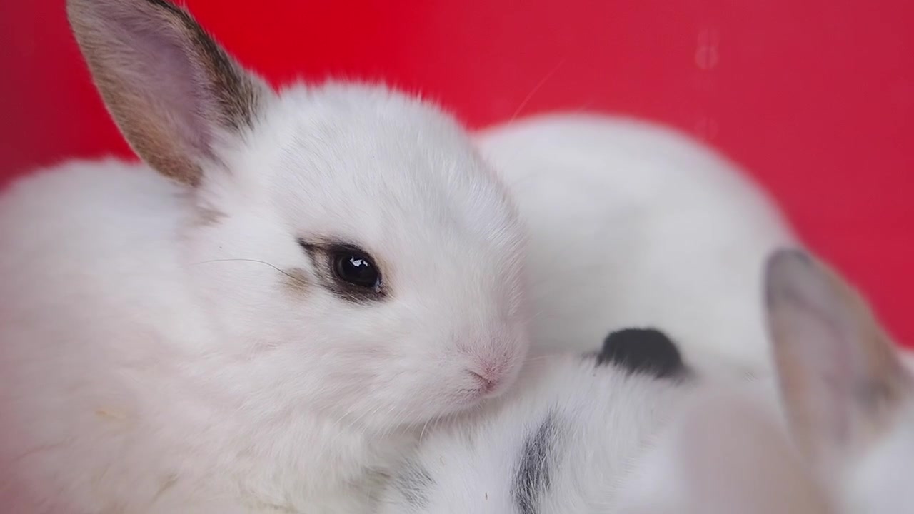 Groupe de petits lapins blancs se reposant ensemble