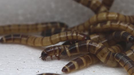 Giant-Mealworms,-larvae-of-the-Zophobas-Beetle,-Zophobas-morio