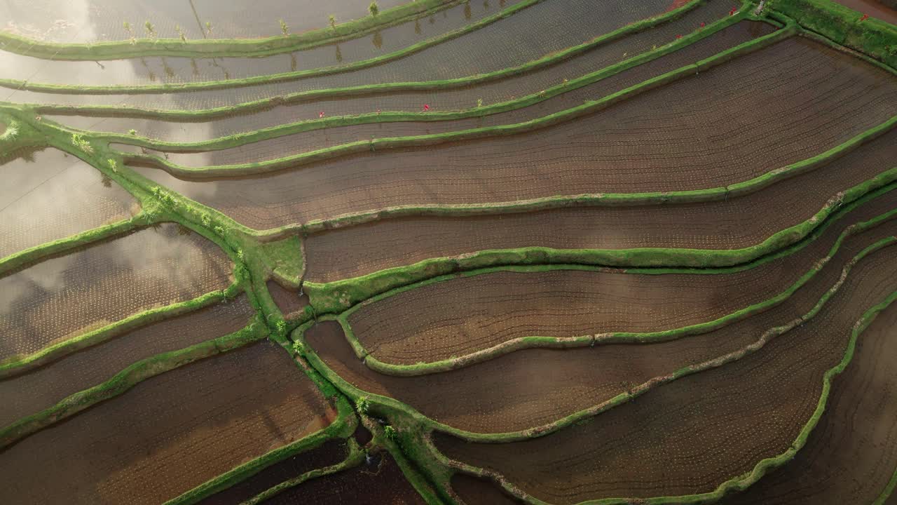hermosos campos de terrazas de arroz en un día soleado en bali, indonesia