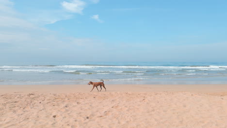 perro en una playa