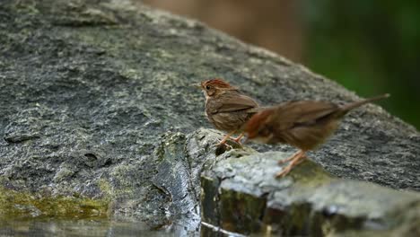 a pair of cute puff throated babbler, pellorneum ruficeps